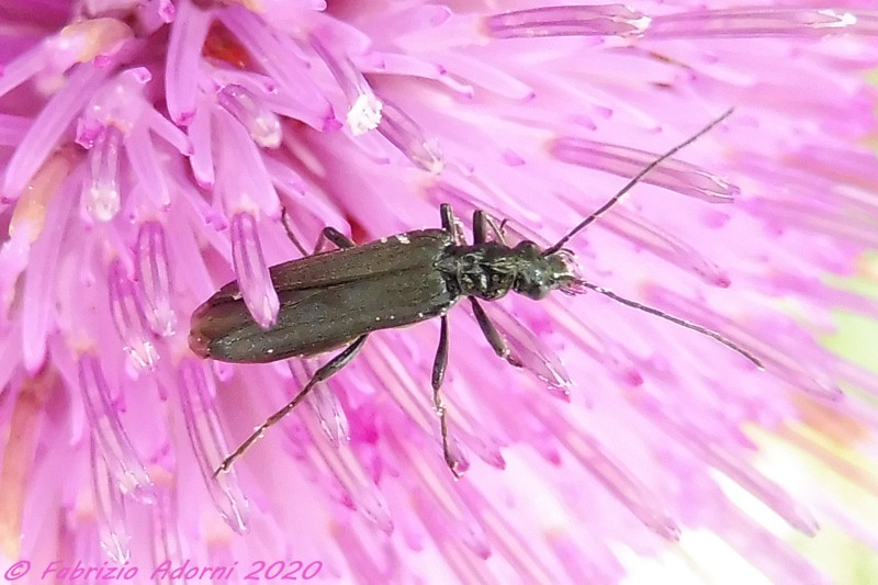 Oedemeridae: Oedemera cfr. tristis